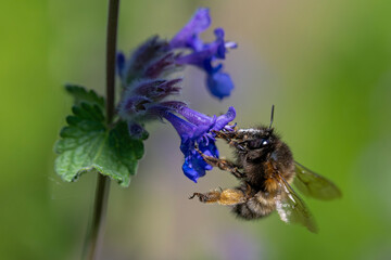 Gemeine Pelzbiene hängt an einer Blüte und trinkt Nektar © Frank