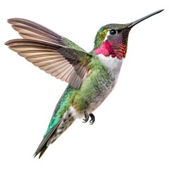 Fototapeta premium hummingbird on white background