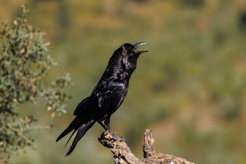 Raven perched on a dry branch with beak open in natural environment.