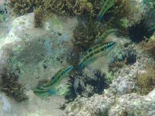 ornate wrasse, fish, thalassoma pavo, underwater, mediterranean sea, sea, ornate, wrasse, thalassoma, pavo beautiful, nature, wild, mediterranean, undersea, marine life, animal, diving, algeria, color