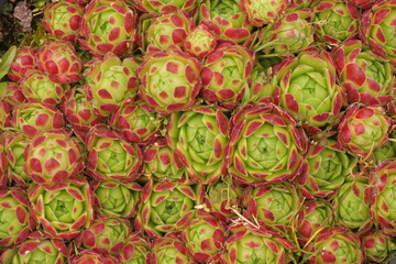 Fototapeta premium Flower Stone Rose Close Up