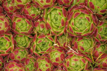 Flower Stone Rose Close Up