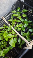 Young green pepper seedlings growing in small pots inside a plastic crate ready for transplanting. Concept of early cultivation and sustainable home gardening