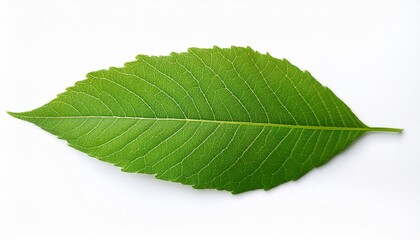 a single green leaf with intricate veins and texture isolated on a white background for botanical illustration