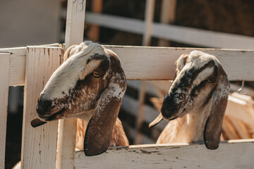 goats graze in a paddock on a farm	
