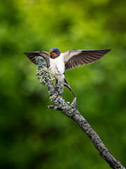 Vibrant wildlife photo of a swallow perched on a branch with wings spread, set against a lush green backdrop in soft light. Ideal for nature decor, bird art, and eco designs.