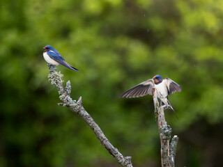 Vibrant wildlife photo of two swallows on a mossy branch, one perched and one spreading wings, against a lush green backdrop in soft daylight. Ideal for nature decor, bird art, and eco designs.