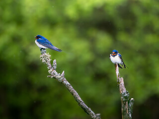 Beautiful wildlife photo of two swallows perched on a branch against a lush green backdrop in soft daylight. Ideal for nature decor, bird art, and eco-friendly designs.