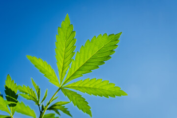 A Beautiful Vibrant Green Cannabis Leaf Displaying Its Splendor Against a Clear Blue Sky
