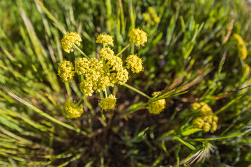 Spring time bloom of Nine Leafed Biscuitroot flowers in the Columbia Gorge.