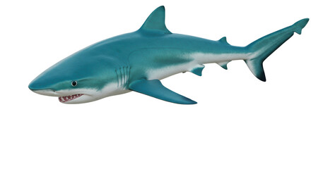 Isolated Shark