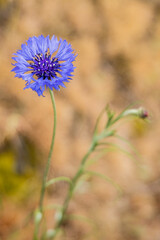 Spring time bloom of Cornflower flowers in the Columbia Gorge.