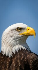 Obraz premium Close-up of a majestic bald eagle. The bird's sharp gaze, white head, and golden beak symbolize strength, freedom, and the spirit of the wild.