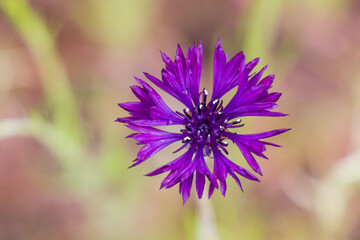 Spring time bloom of Cornflower flowers in the Columbia Gorge.