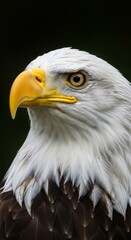 Obraz premium Close-up of a majestic bald eagle. The bird's sharp gaze, white head, and golden beak symbolize strength, freedom, and the spirit of the wild.