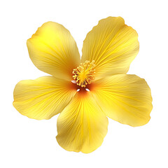 yellow tropical flower on white isolated background