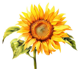Naklejka premium PNG Sunflower plant transparent background inflorescence.