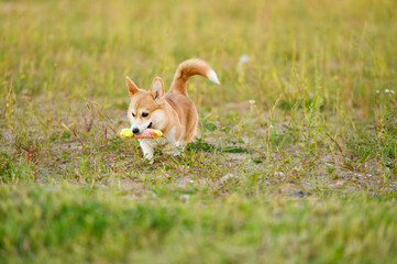 Cute Welsh Corgi dog runs happily with his favorite toy in his mouth during walk in meadow. Dog walking concept, training and pet games