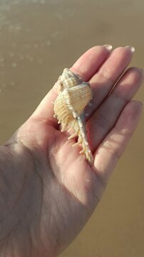 Girl is holding in a hand a gorgeous sea shell, vertical screen	