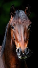 Obraz premium A brown horse with a black mane and tail