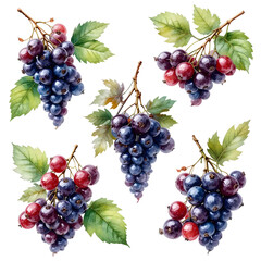 Clusters of Currants with Leaves on a White Background Illustrating Harvest