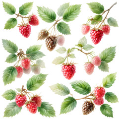 Clusters of Raspberry Branches with Leaves on a White Surface for Use