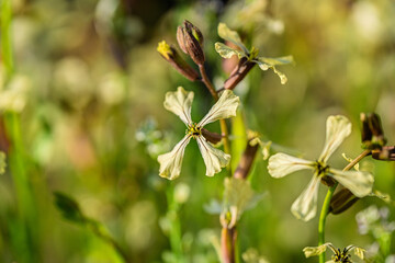 Beautiful and Delicate White Wildflowers Flourishing in a Natural and Picturesque Setting