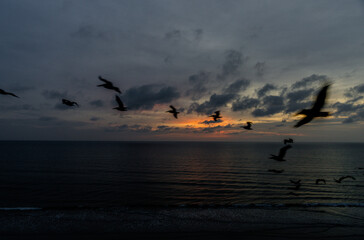Peaceful morning scene with birds flying gracefully over the ocean during a calm sunrise. The pastel sky glows with soft colors, reflecting off the water and creating a serene coastal atmosphere. Idea