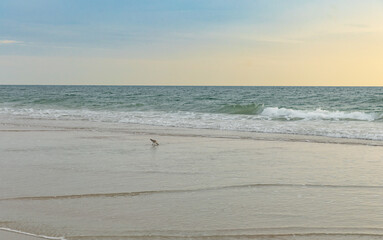 Serene coastal landscape at sunrise featuring a graceful white bird standing at the edge of the ocean, where gentle waves roll onto the sandy shore. The warm morning light and soft colors create a cal