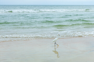 Serene coastal landscape at sunrise featuring a graceful white bird standing at the edge of the ocean, where gentle waves roll onto the sandy shore. The warm morning light and soft colors create a cal