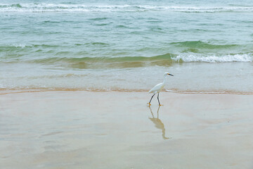 Serene coastal landscape at sunrise featuring a graceful white bird standing at the edge of the ocean, where gentle waves roll onto the sandy shore. The warm morning light and soft colors create a cal