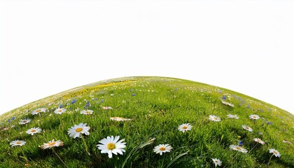 flower meadow grassy hill isolated on white background