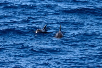 Two rough toothed dolphins, Steno bredanensis, in the Atlantic Ocean near Gran Canaria © ChrWeiss