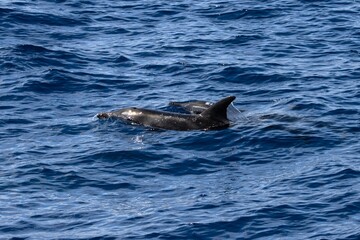 Fototapeta premium Two rough toothed dolphins, Steno bredanensis, in the Atlantic Ocean near Gran Canaria