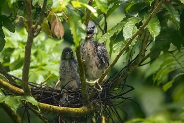 Two young Boat billed herons, Cochlearius cochlearius, hidden in a tree