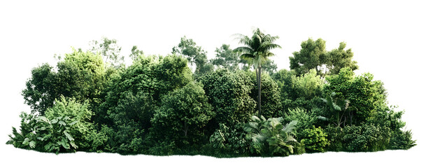 PNG Green forest vegetation landscape scenery.