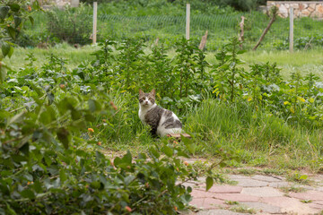 Wildlife is the best habitat for animals