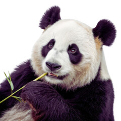 Baby Panda Hugging Bamboo - Isolated PNG