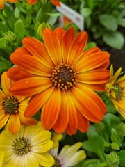 Bright orange flower