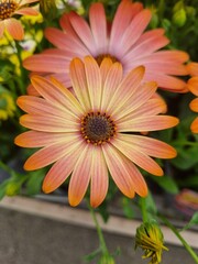 Summer orange flower