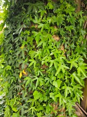 Hedera helix Sagittifolia_ Common Ivy with deep green arrow-shaped decorative leaves