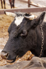 Cattle grazing in a farmyard at midday with green pastures in the background and other cows nearby