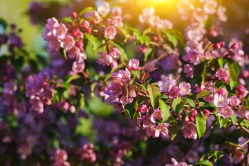 Blossoming white flowers frame a bright blue sky in a serene park during springtime near a bustling city backdrop