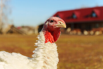 Turkeys roaming the farmyard near a large house on a sunny day