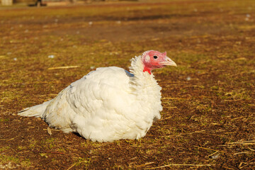 Close-up view of a turkey in a farm setting during daylight, showcasing its unique features and natural habitat