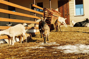 Goats relaxing in a sunlit barn on a warm afternoon at a rural farm
