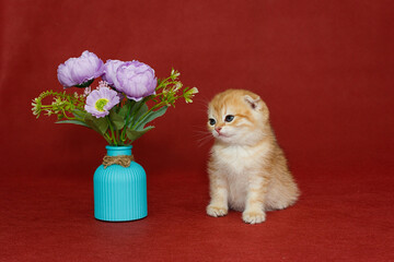 Red Scottish fold kitten with  vase and flowers