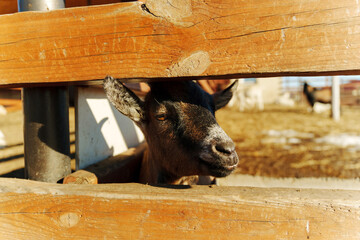 Several goats are lounging on straw in a barnyard, basking in warm sunlight