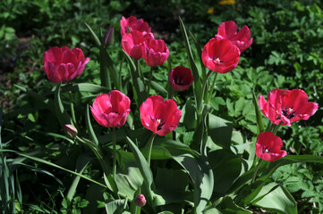 Tulips in the Spring Breeze Gently Swaying Blossoms