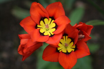 Flor de sparaxis de color rojo